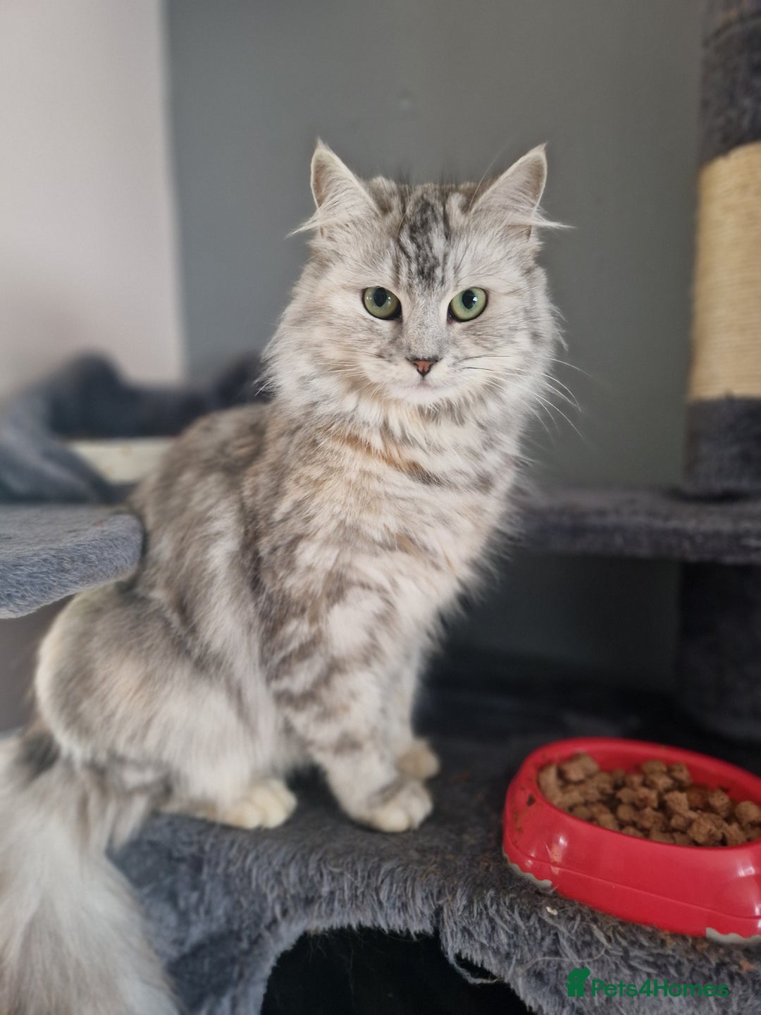 Maine Coon cats for sale: Beautiful 3/4 maincoon kittens  - Image 19
