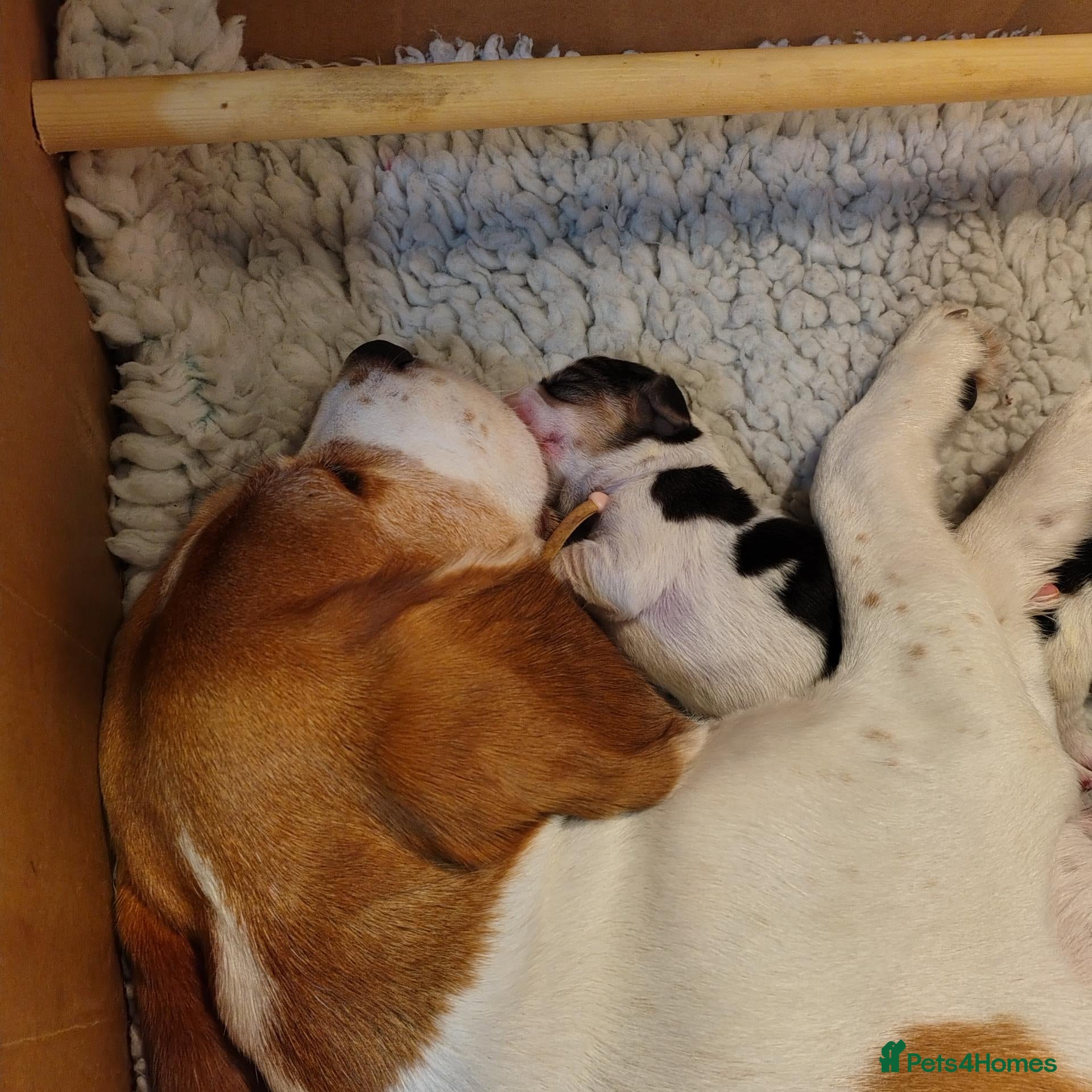 Beagle dogs for sale: Beautiful Beagle Puppies - Advert 3