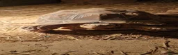 Tortoise reptiles for sale: Sulcata Tortoise 7 years old  - Advert 3