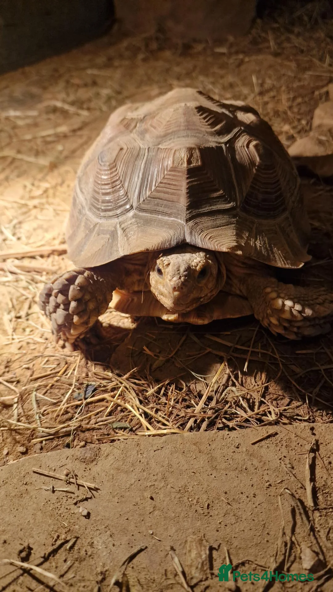 Tortoise reptiles for sale: Sulcata Tortoise 7 years old  - Advert 3