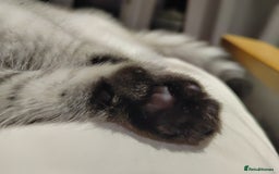 Scottish Fold cats for sale: Scottish Kittens 💜 - Image 17