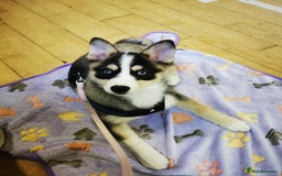 Pomsky dogs for sale: Pomsky F3 Pups -Read Descp - Image 4
