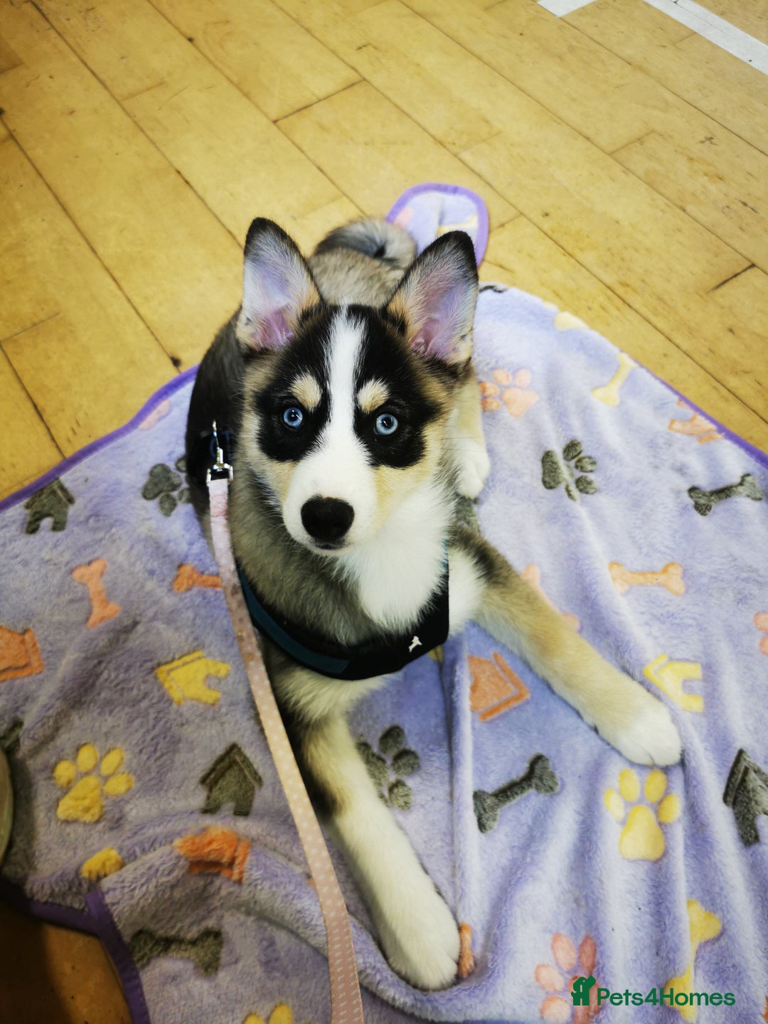 Pomsky dogs for sale: Pomsky F3 Pups -Read Descp - Image 4