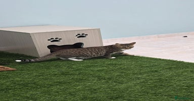 Mixed Breed cats - Advert 2