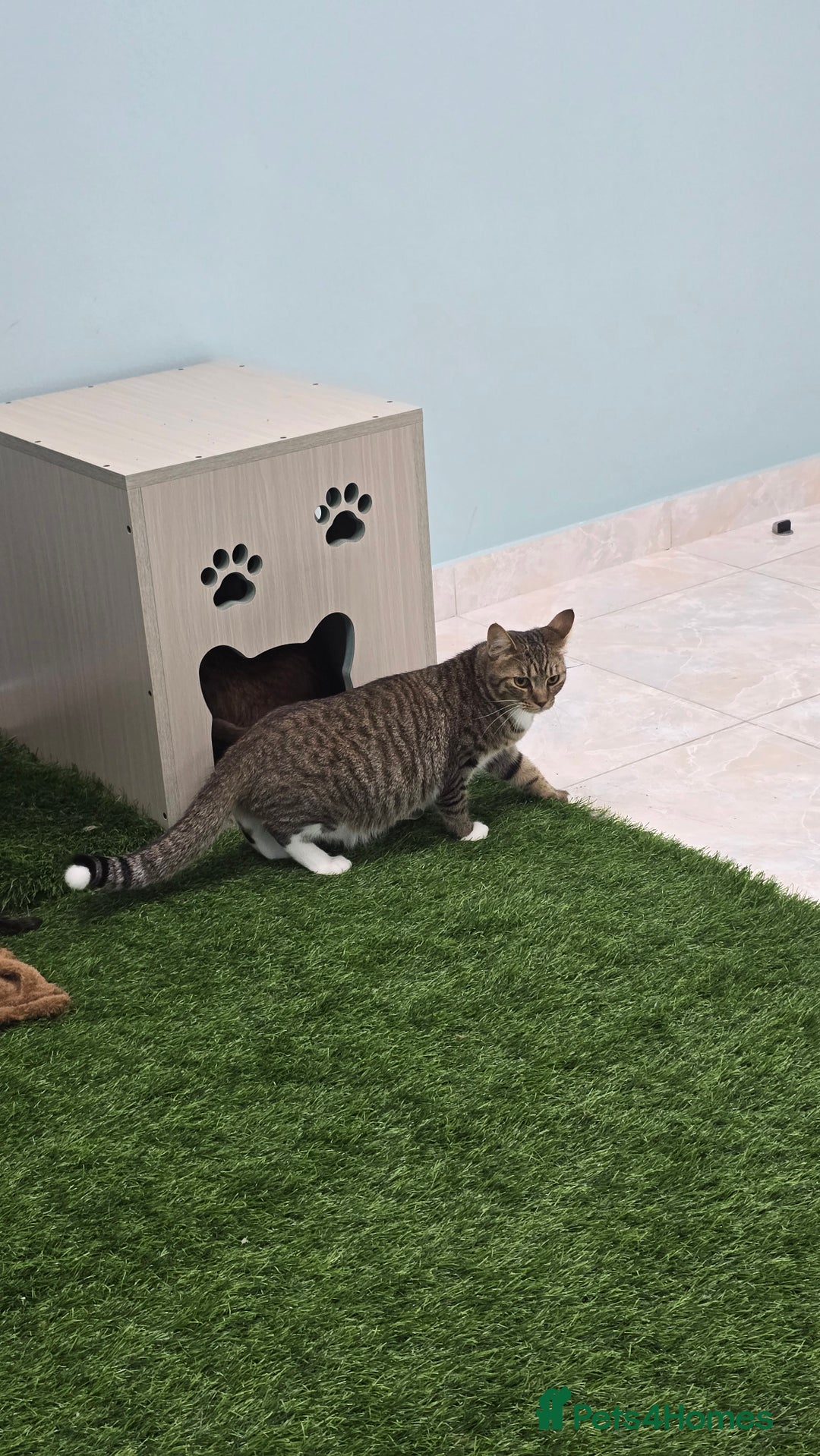 Mixed Breed cats for adoption: [Indoors Only] Lovely & affectionate Cuddlebugs - Image 9
