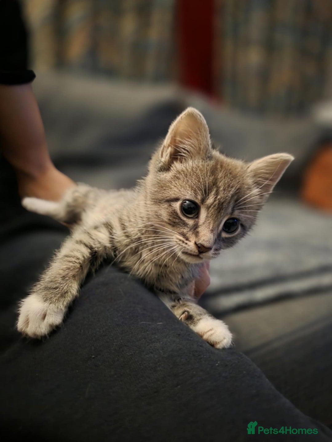 Mixed Breed cats for sale: Lonely little toad  - Advert 3