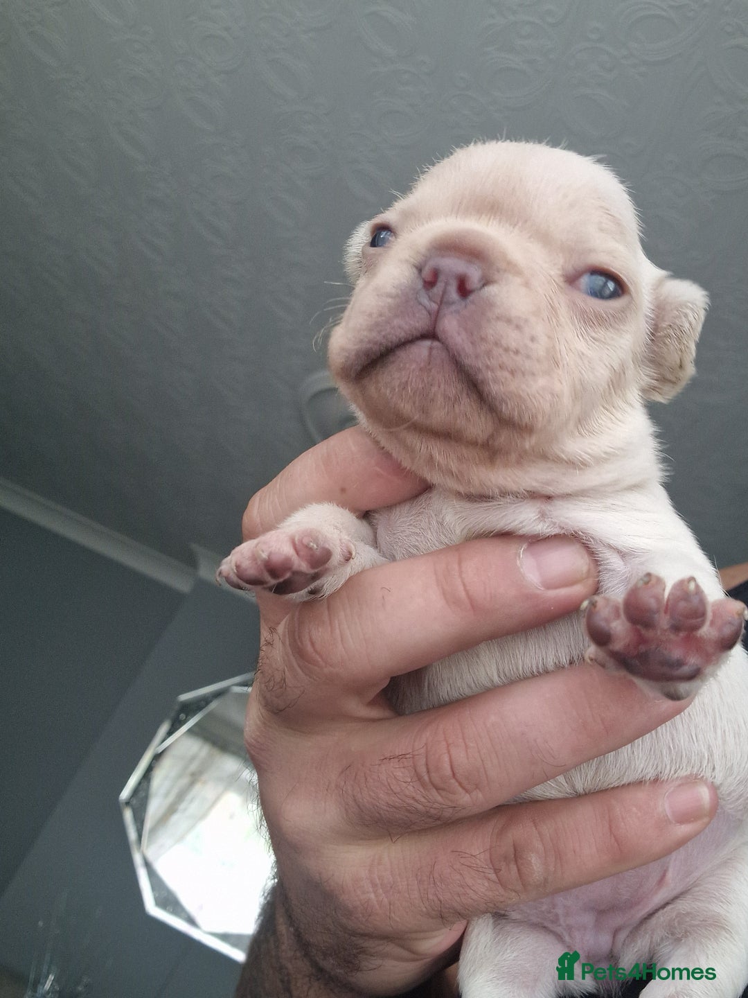 French Bulldog dogs for sale: French Bulldog puppies 🐶🩷🩷 - Image 1