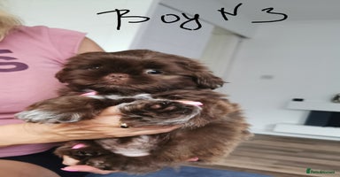 Shih Tzu dogs - Advert 12