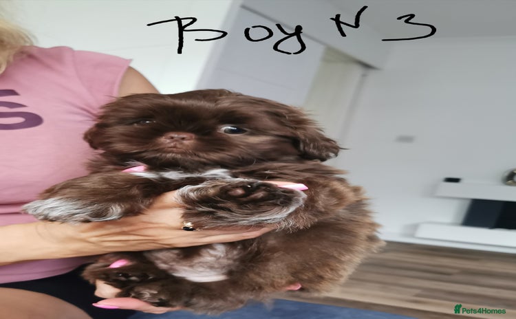 Shih Tzu dogs - Advert 12