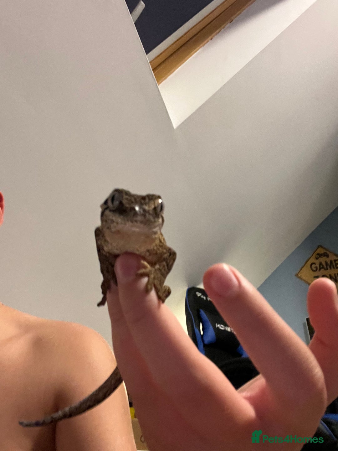Gecko reptiles for sale: Geckos for sale with tank - Image 13