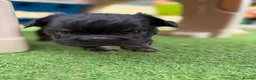 French Bulldog dogs for sale: Stunning French Bulldog Puppies in Norwich - Advert 17