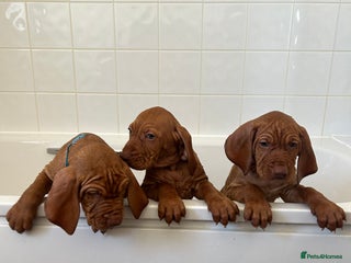 Hungarian Vizsla dogs - Advert 2