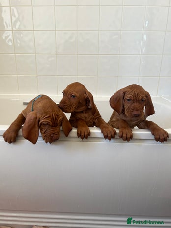 Hungarian Vizsla dogs - Advert 1