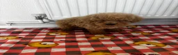 Toy Poodle dogs for sale: minature poodle pups available  in Uckfield - Advert 9