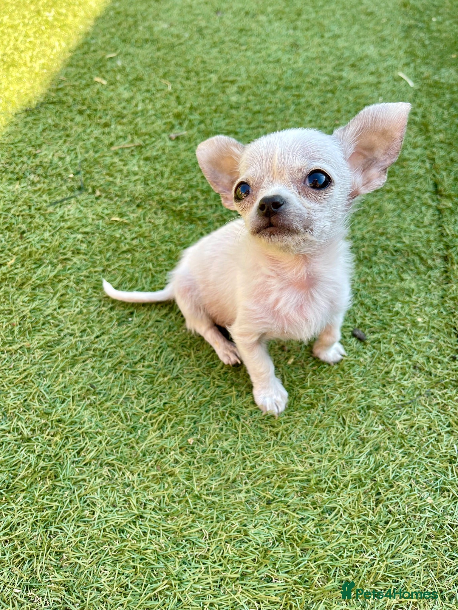 Chihuahua dogs Last boy left - Advert 5