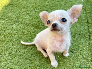 Chihuahua dogs Last boy left - Advert 5