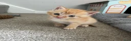 Mixed Breed cats for sale: 4 Adorable male kittens - Advert 6