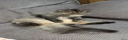 Persian cats for sale: Beautiful Persian Chinchilla  - Advert 2