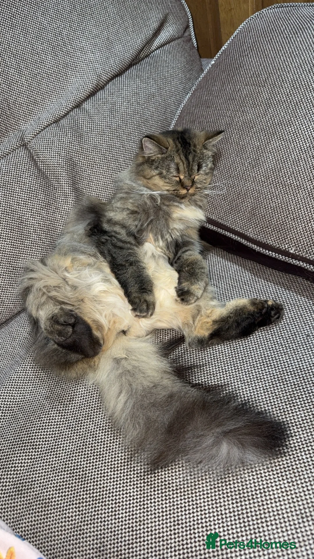 Persian cats for sale: Beautiful Persian Chinchilla  - Advert 2