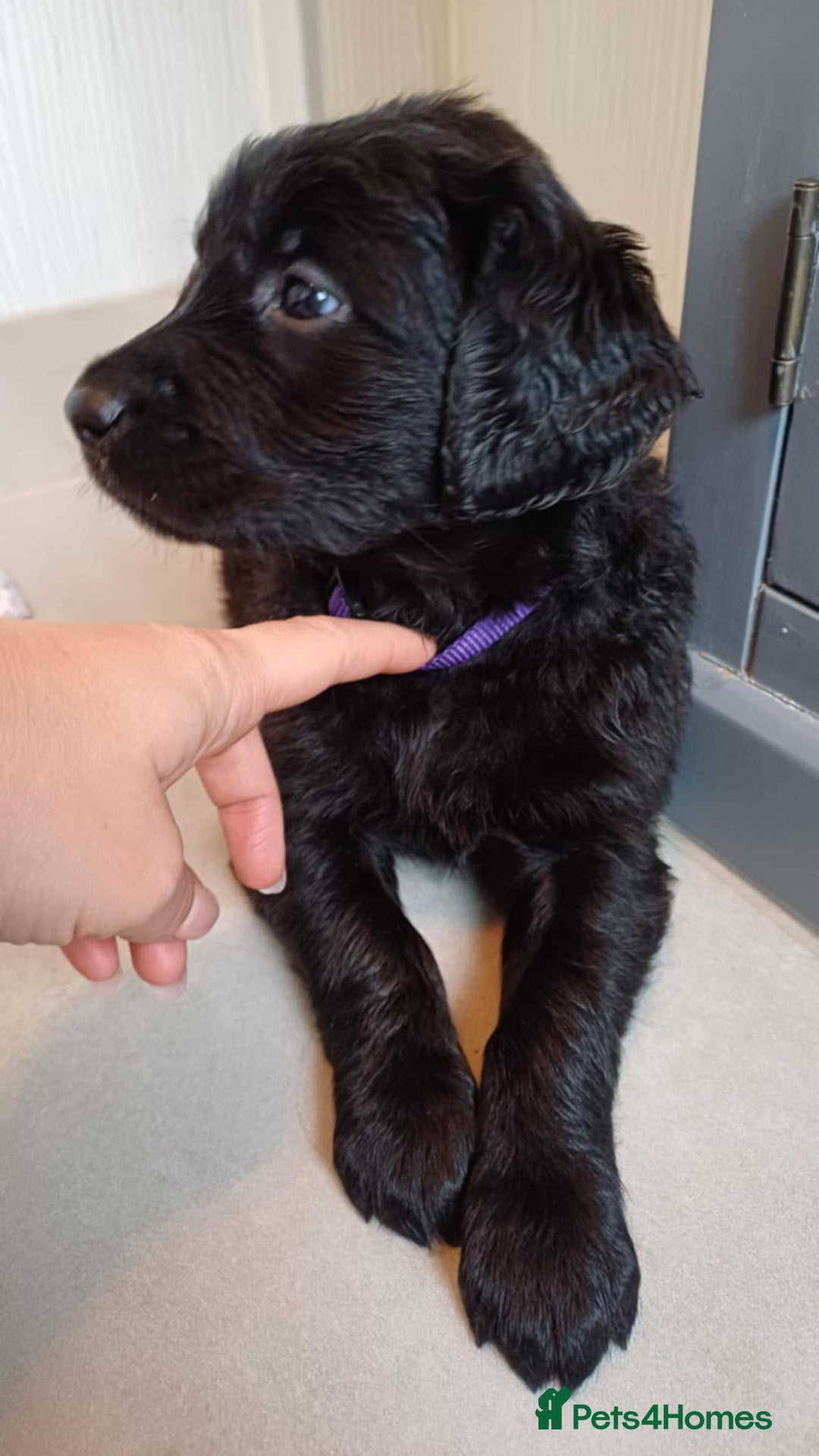 Goldendoodle dogs for sale: Goldendoodles. Family pets - Advert 35