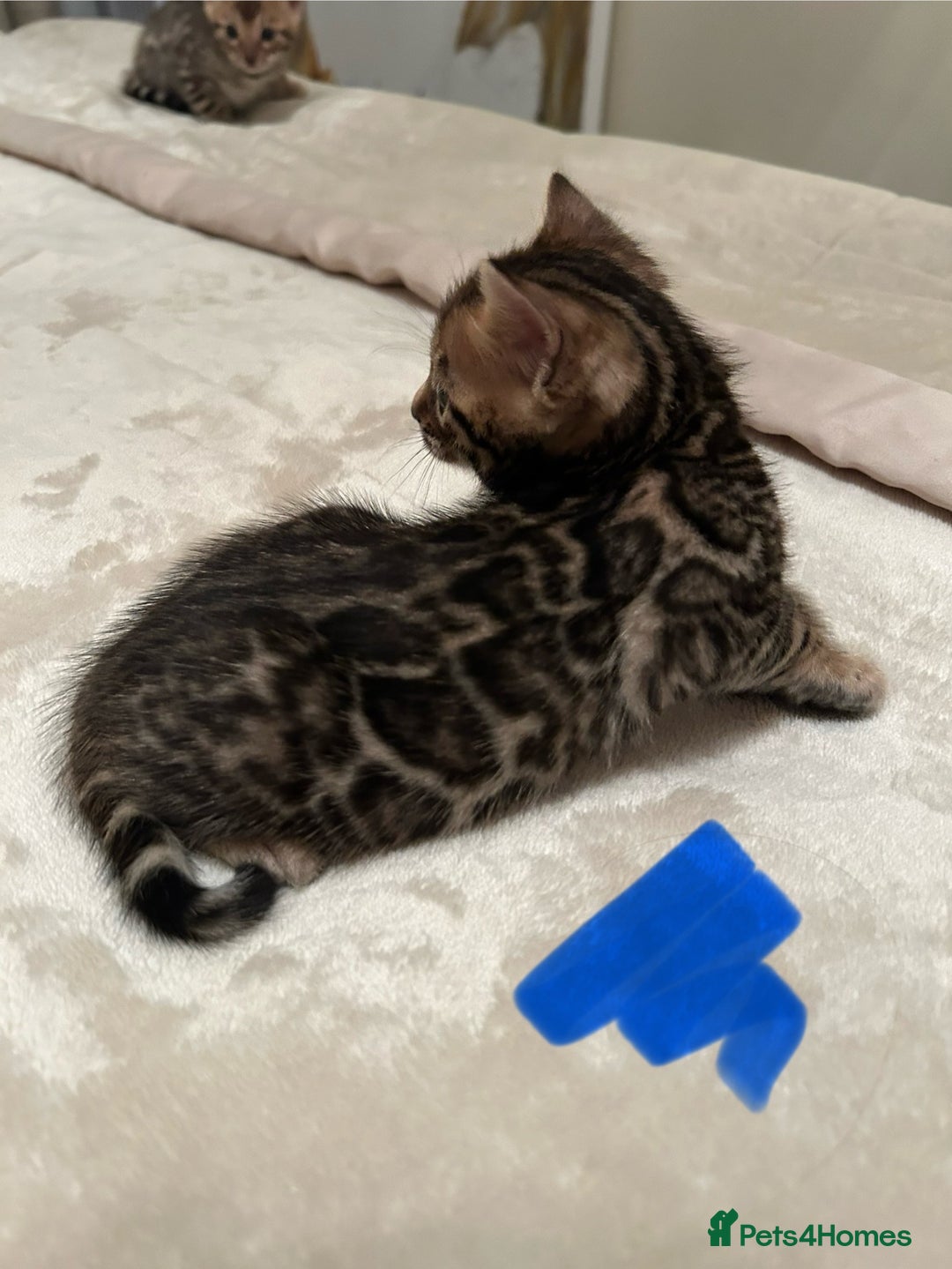 Bengal cats for sale: ❤️ Stunning Bengal Kittens for Reservation ❤️ - Advert 9