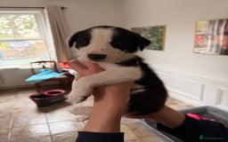 Border Collie dogs for sale: Pure Breed Boarder Collie Pups - Image 25