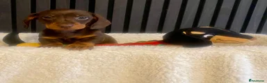 Miniature Dachshund Puppy 2
