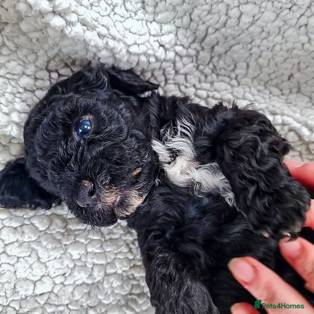 Maltipoo dogs for sale: Female Maltipoo puppy! - Advert 1