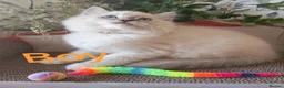 Ragdoll cats for sale: GCCF REGISTERED BEAUTIFUL RAGDOLLS KITTENS  - Advert 5