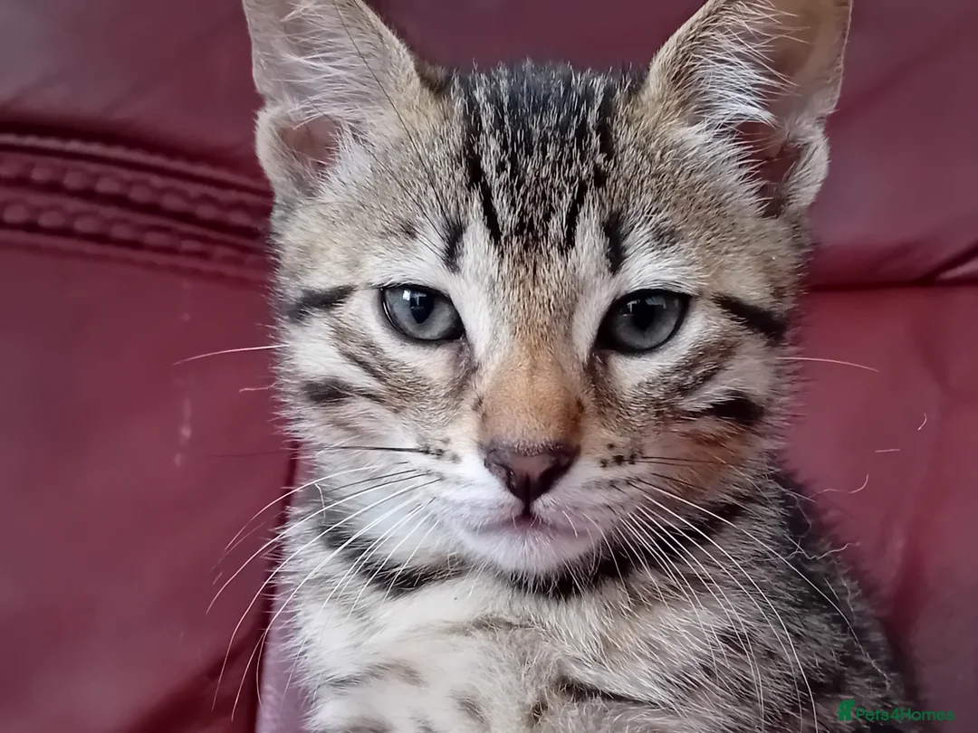 Bengal cats for sale: Bengal Kittens: Princess, Hunter & Friend - Advert 40