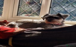 Miniature Schnauzer dogs for sale: Pre-orders for our beautiful Miniature Schnauzer - Image 2