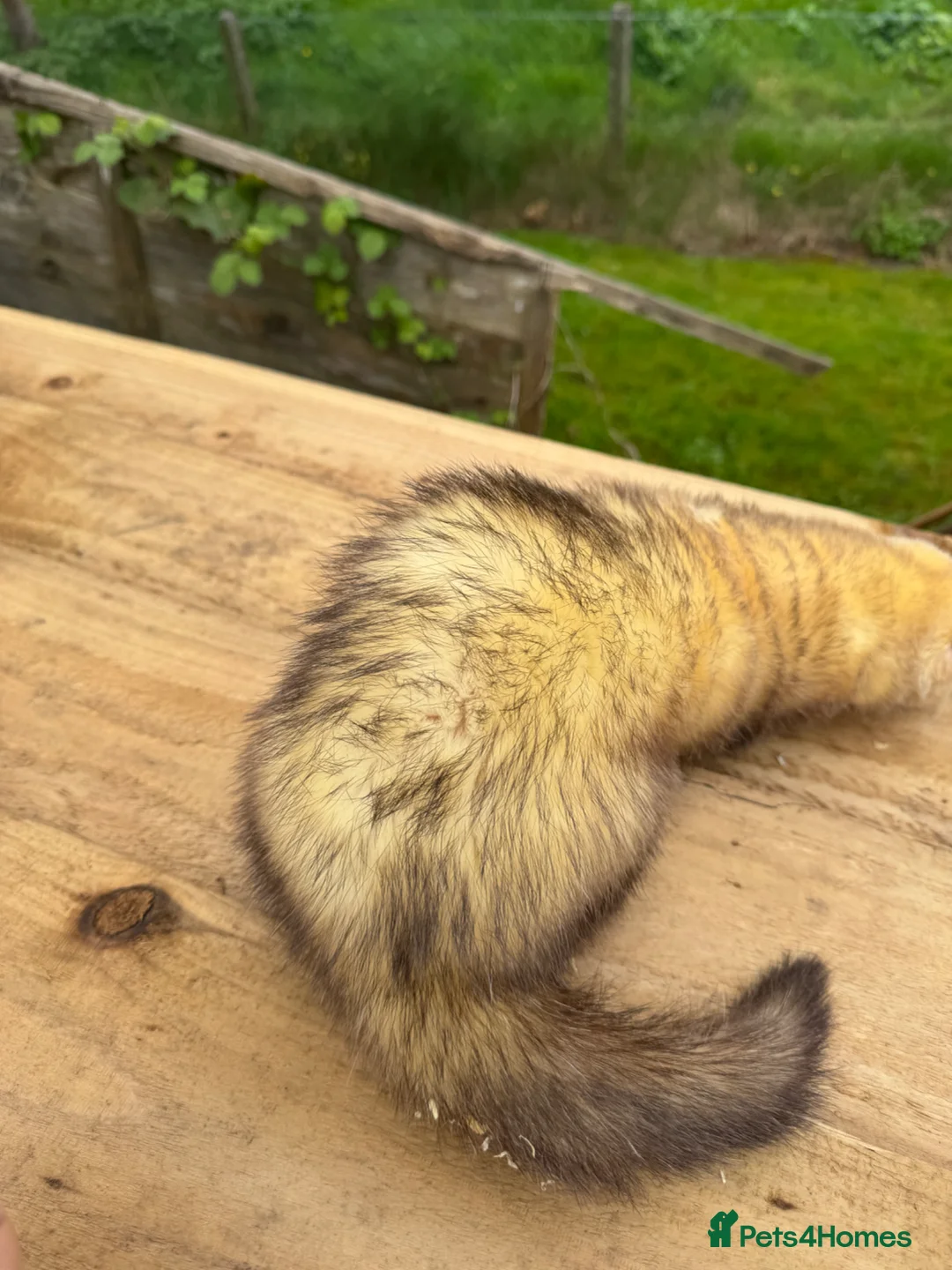 Ferret rodents for sale: Working Hob  - Advert 2