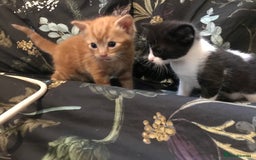 British Shorthair cats for sale: Looking for there forever homes  - Image 5