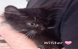 Mixed Breed cats for sale: 🐾 Adorable Kittens for sale! 🐾  - Image 2