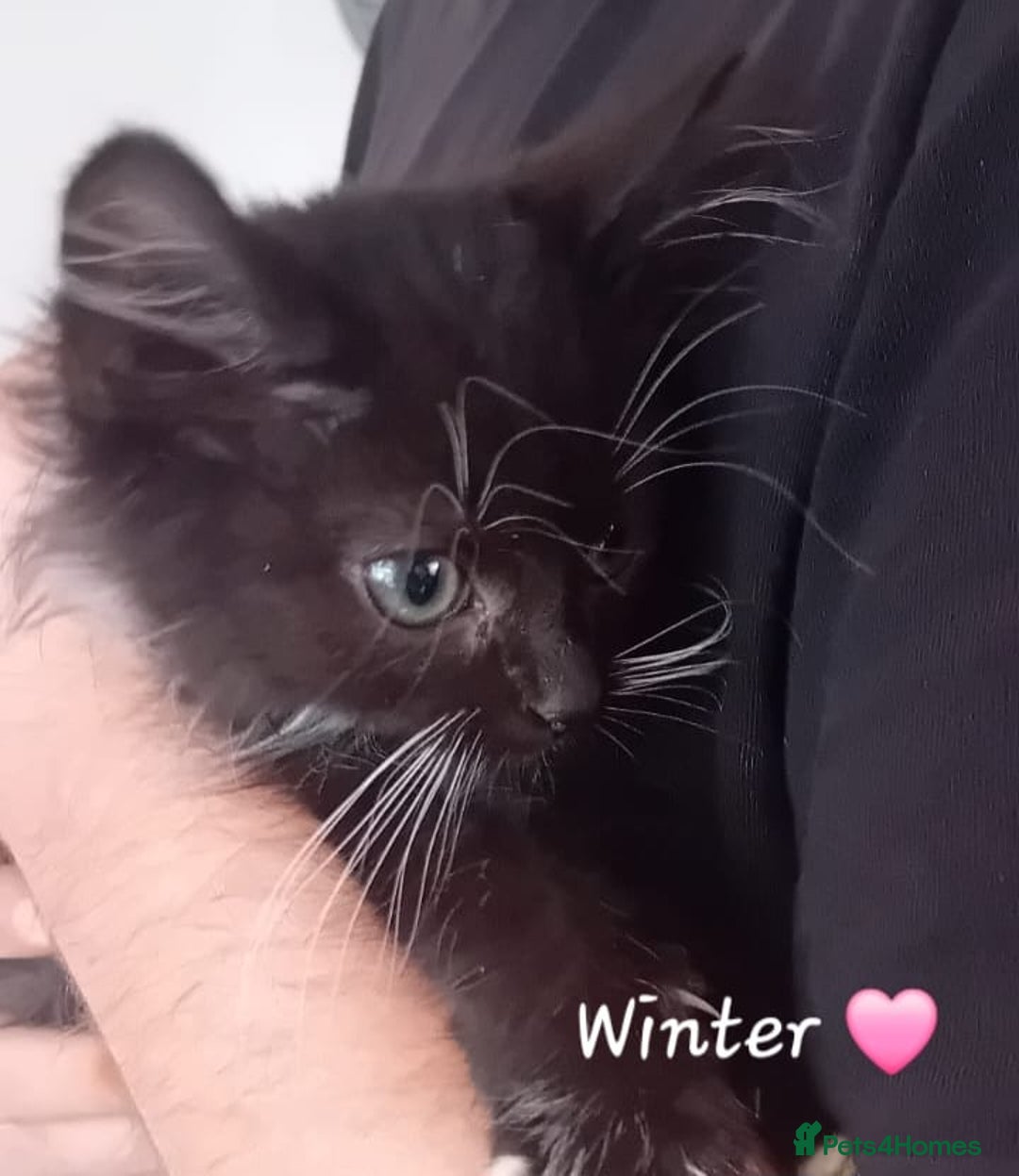 Mixed Breed cats for sale: 🐾 Adorable Kittens for sale! 🐾  - Image 2