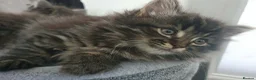 Mixed Breed cats for sale: 9 week old tabby female - Advert 2