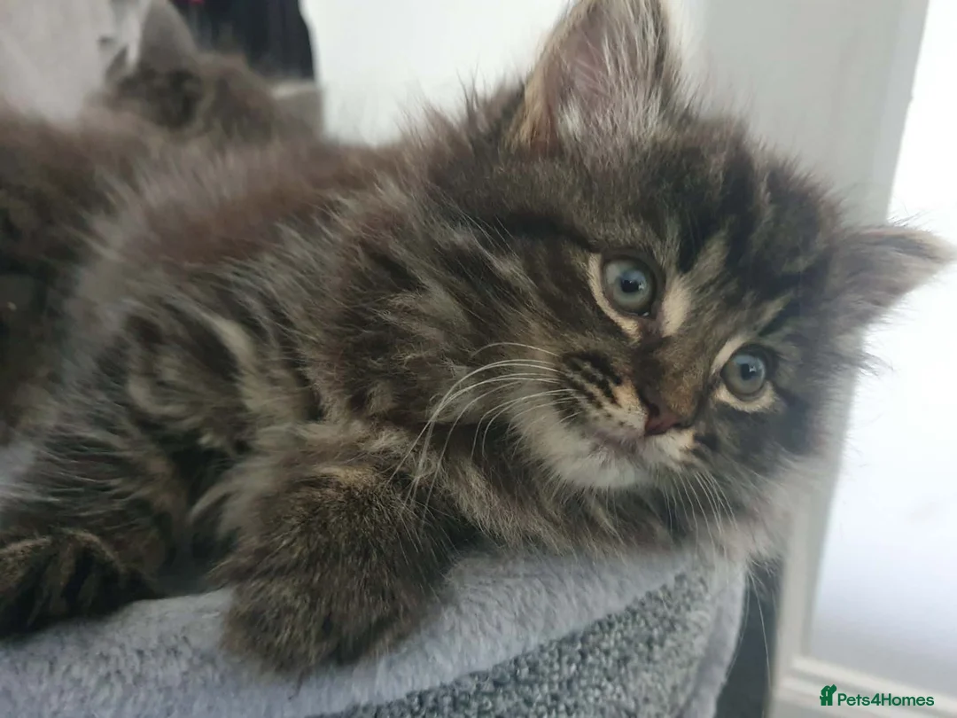Mixed Breed cats for sale: 9 week old tabby female - Advert 2