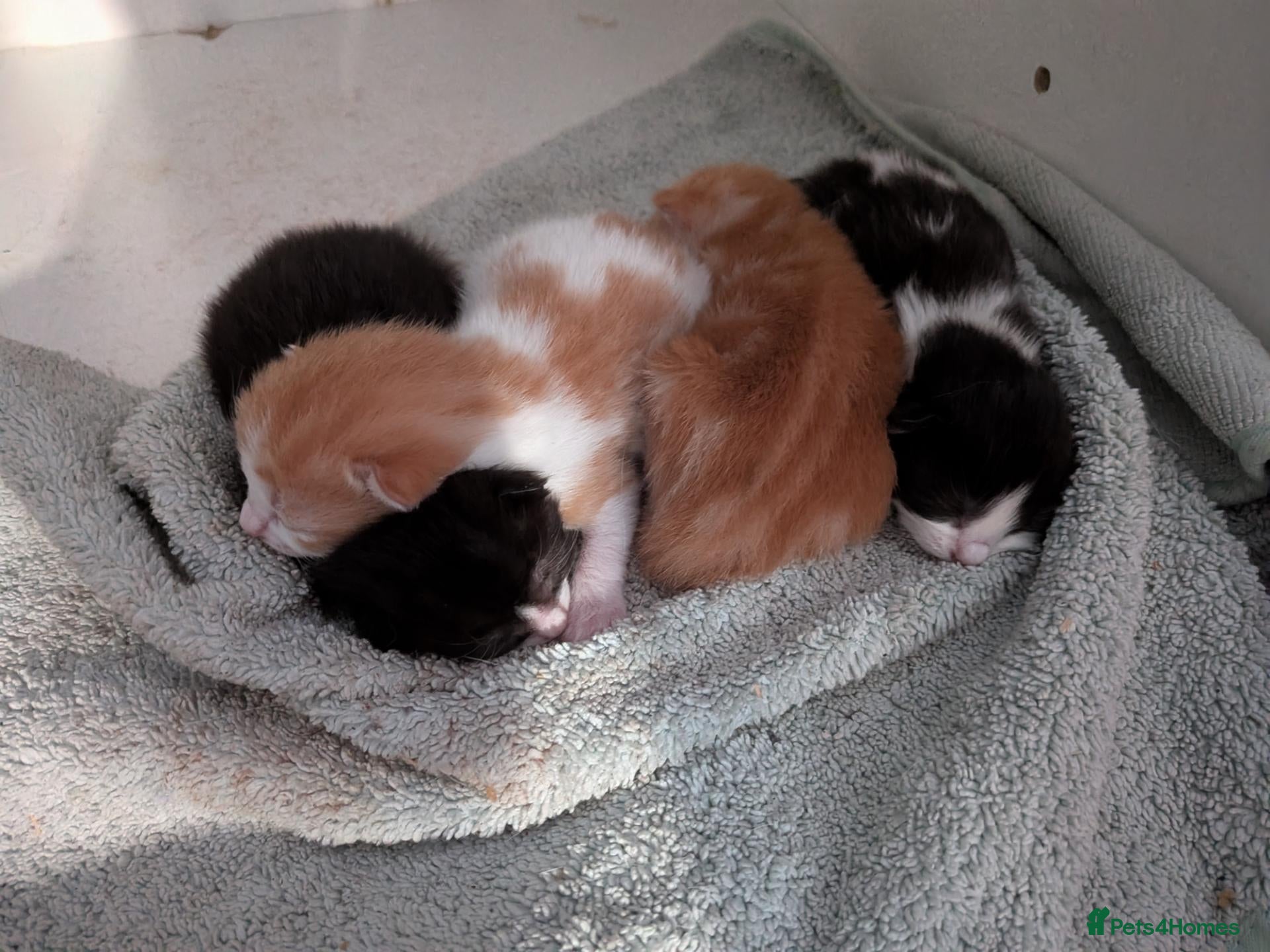 Mixed Breed cats Beautiful domestic x ragdoll kittens - Advert 2