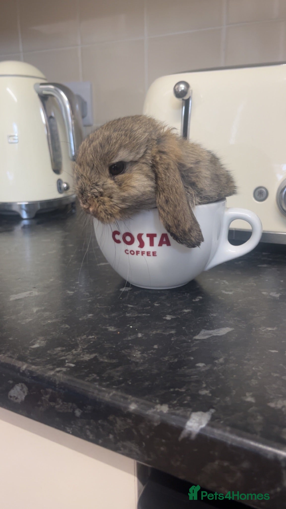 Netherland Dwarf rabbits Last baby girl needing forever home - Advert 17