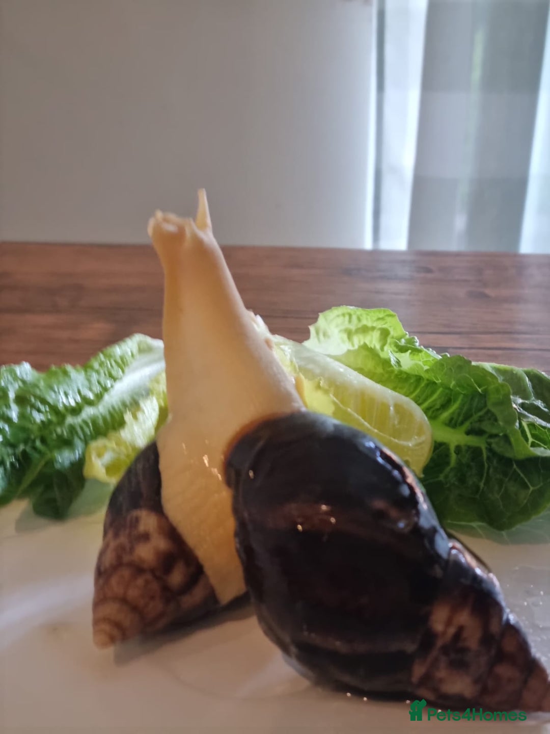 Snails invertebrates for sale: Giant African Land Snails (Fulica) - Image 4
