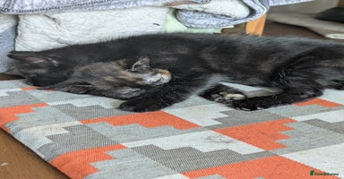 Mixed Breed cats - Advert 2