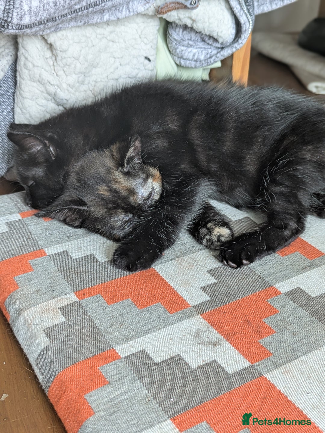 Mixed Breed cats for sale: 1 boy 1 girl  - Image 3