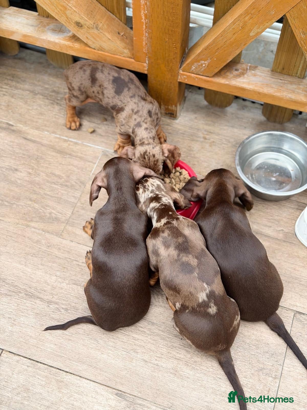 Dachshund dogs Lovely Dachshunds!  - Advert 1