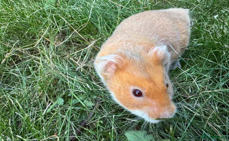 Hamster rodents in High Wycombe - Advert 14