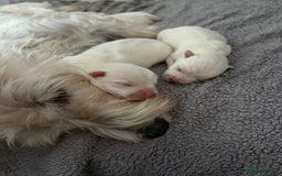 West Highland Terrier dogs for sale: Gorgeous West Highland White (Westie) Puppies - Image 36