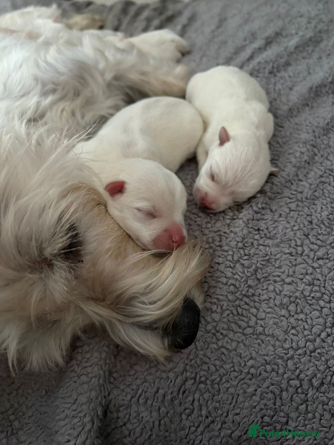 West Highland Terrier dogs for sale: Gorgeous West Highland White (Westie) Puppies - Image 36