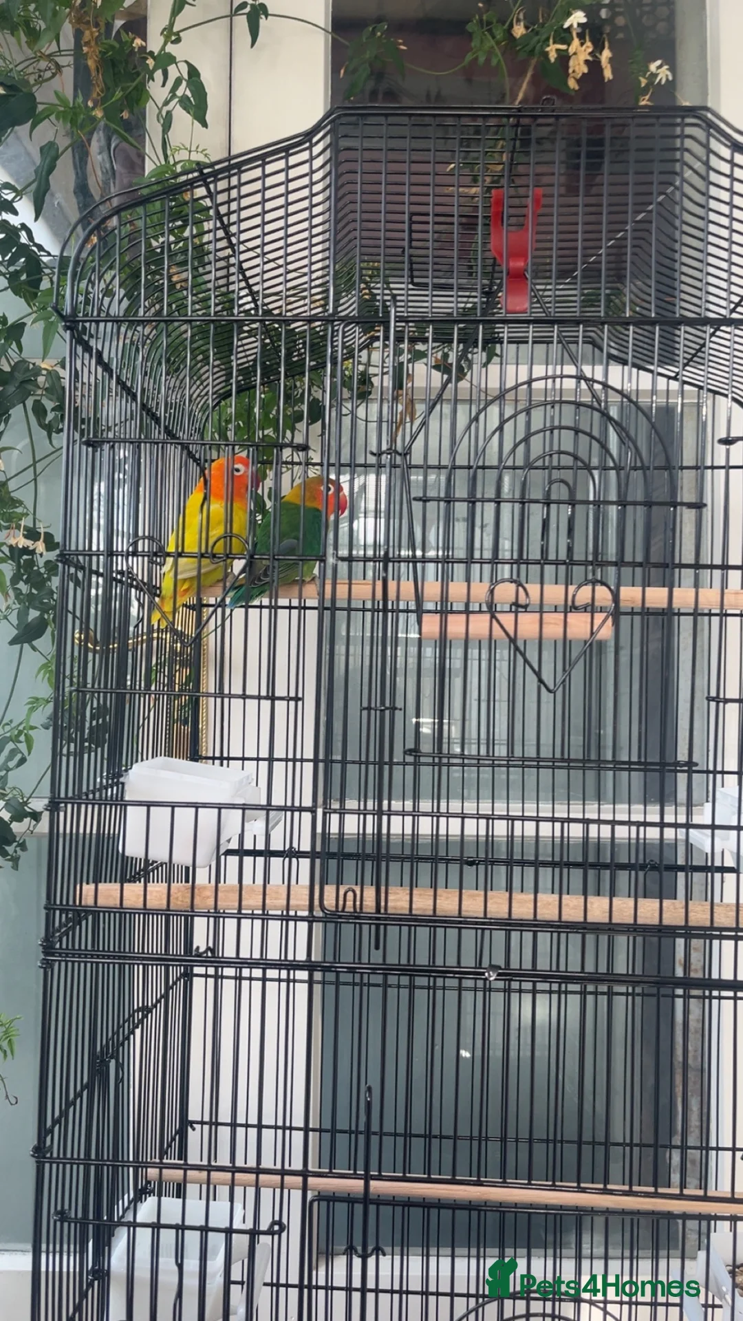 Lovebirds birds for sale: * Male & Female Lovebirds + Full Setup in Bradford - Advert 12