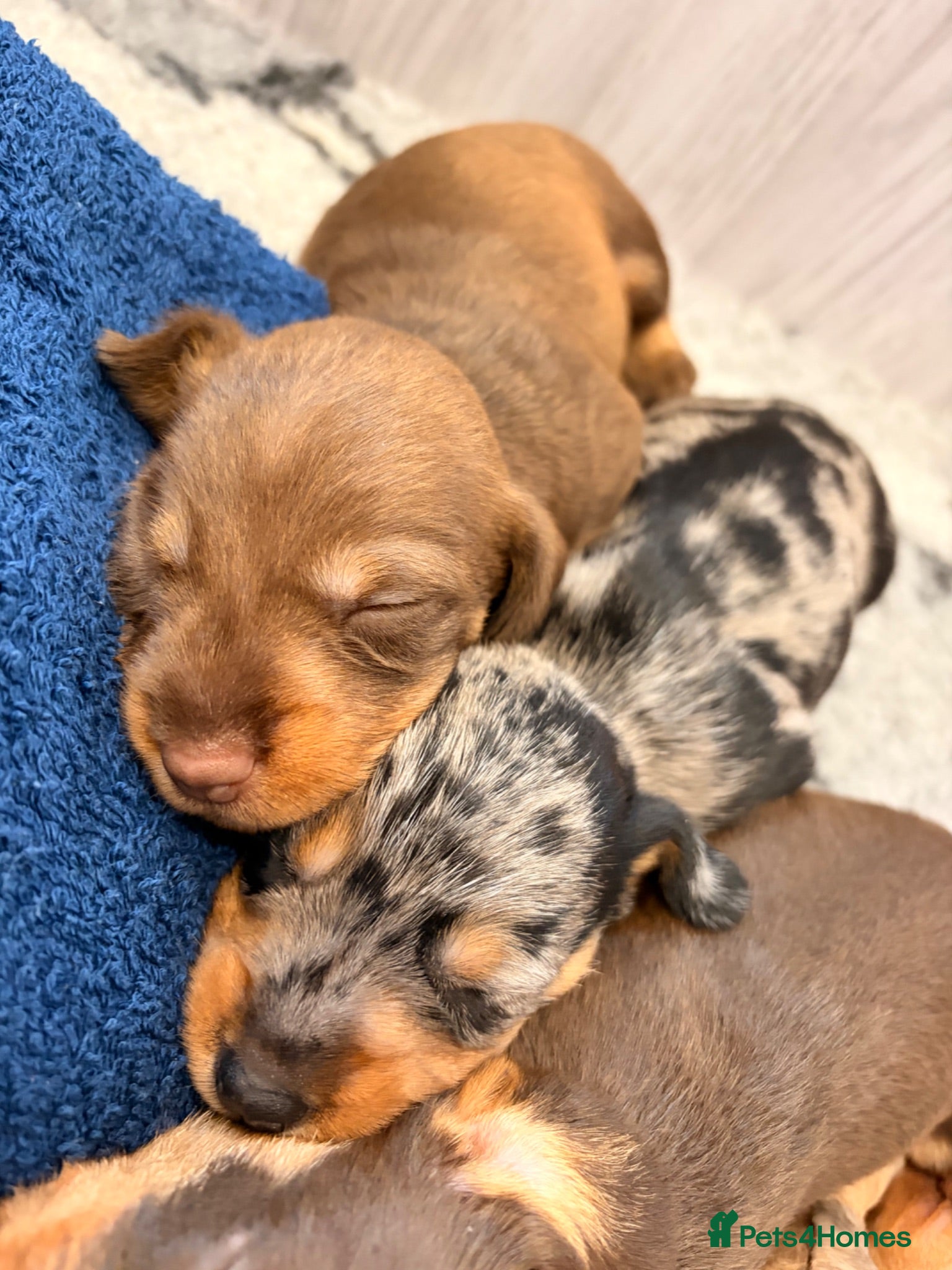 Miniature Dachshund dogs Miniature Wire Hair Dachshund  - Advert 2