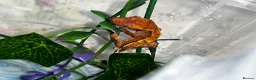 Gecko reptiles for sale: Four baby crested geckos  - Advert 6
