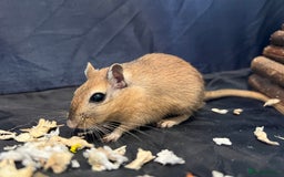 Gerbil rodents for sale: 2 Male Gerbils. OPEN TO OFFERS - Image 7